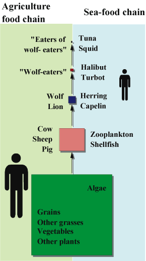 food chain meaning. the agriculture food chain