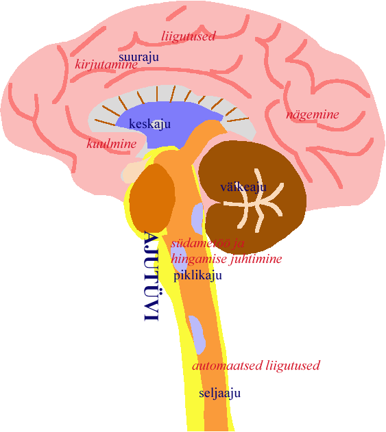 inimese aju